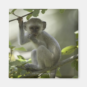 Íman Macaco de Vervet, Zimbabwe