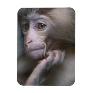 Íman Macaco do bebê