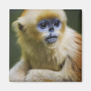 Íman Macaco dourado