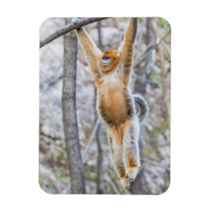 Íman Macaco Dourado de Nariz Arrebitado Balançando no G