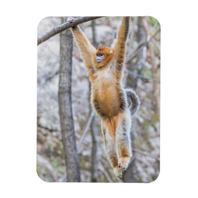 Íman Macaco Dourado de Nariz Arrebitado Balançando no G (Vertical)