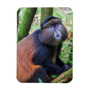 Íman Macaco Dourado, Ruanda