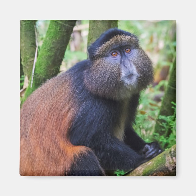 Íman Macaco Dourado, Ruanda (Frente)