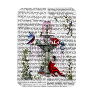 Íman Macaco Escarlate 2