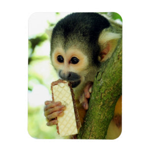 Íman Macaco-esquilo-do-bebê giro comendo um biscoito d