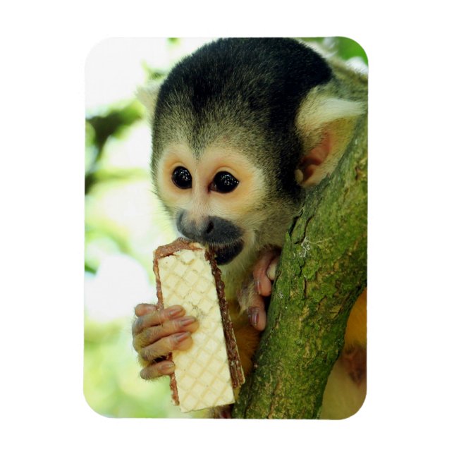 Íman Macaco-esquilo-do-bebê giro comendo um biscoito de (Vertical)