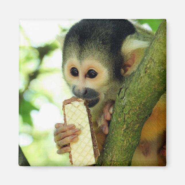 Íman Macaco-esquilo-do-bebê giro comendo um biscoito de (Frente)