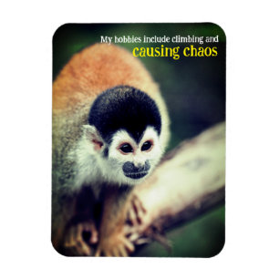 Íman Macaco esquilo na árvore