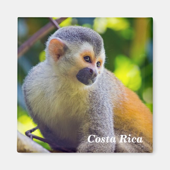 Íman Macaco-esquilo no Parque Nacional Manuel Antonio - (Frente)