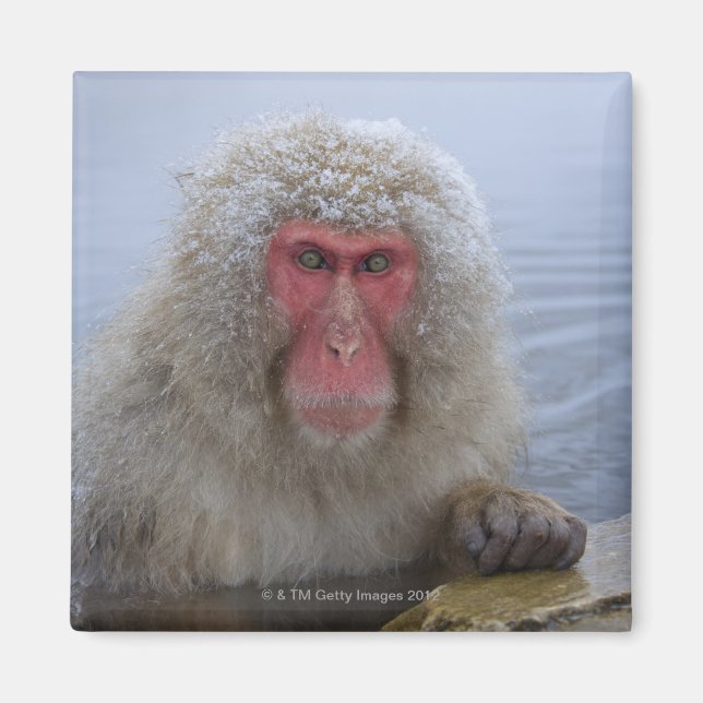 Íman Macaco japonês da neve na primavera (Frente)