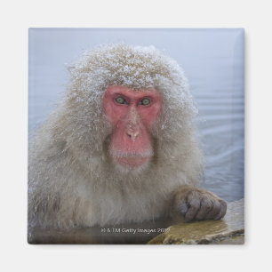 Íman Macaco japonês da neve no hotspring