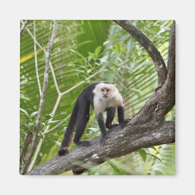 Íman Macaco na Selva (Frente)
