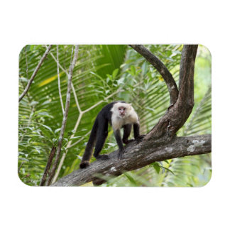 Íman Macaco na Selva