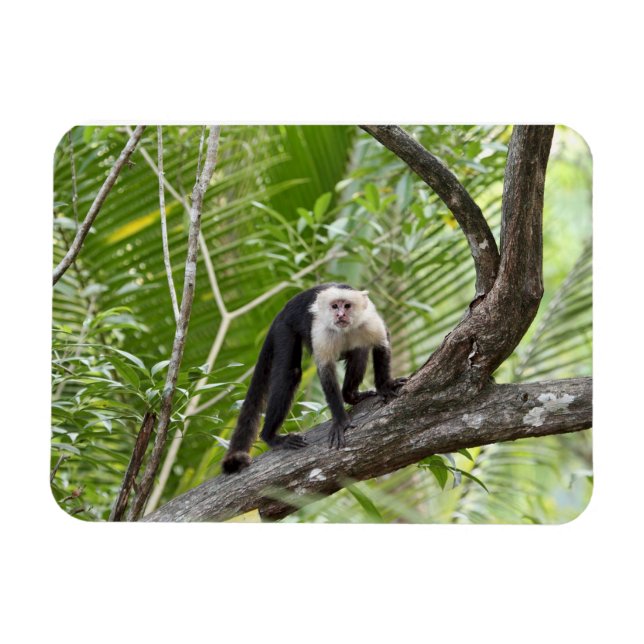 Íman Macaco na Selva (Horizontal)