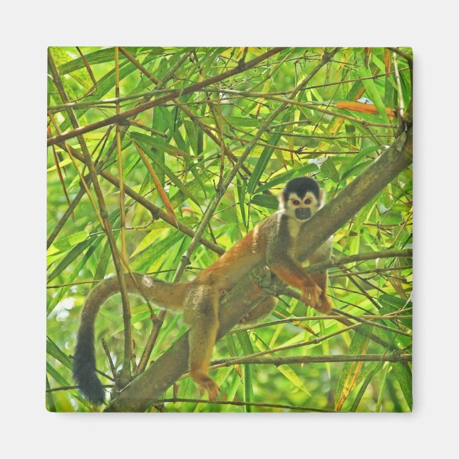 Íman Macaco na selva de Bambu (Frente)