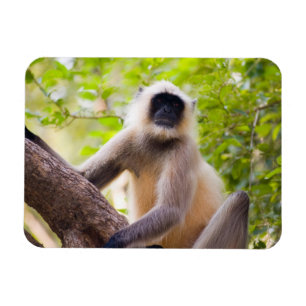 Íman Macaco na selva do Parque Nacional de Ranthambore