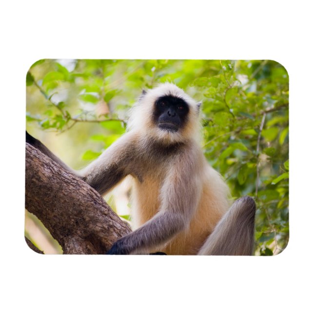 Íman Macaco na selva do Parque Nacional de Ranthambore (Horizontal)