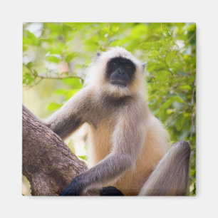 Íman Macaco na selva do Parque Nacional de Ranthambore