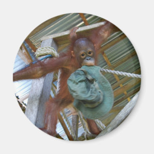 Íman Macaco para o verde