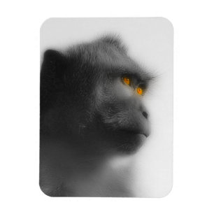 Íman Macaco Penso