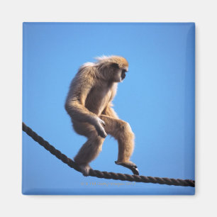 Íman macaco que anda na corda