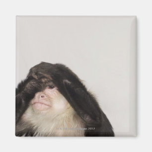 Íman Macaco que cobre seus olhos