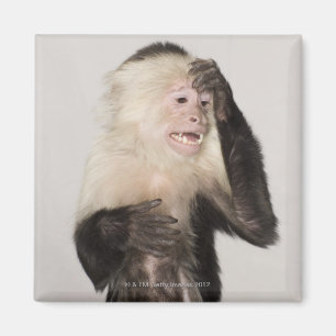 Íman Macaco que risca-se