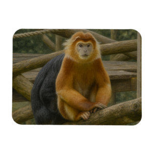 Íman Macaco Snub-Nosed no Refúgio em Woodland
