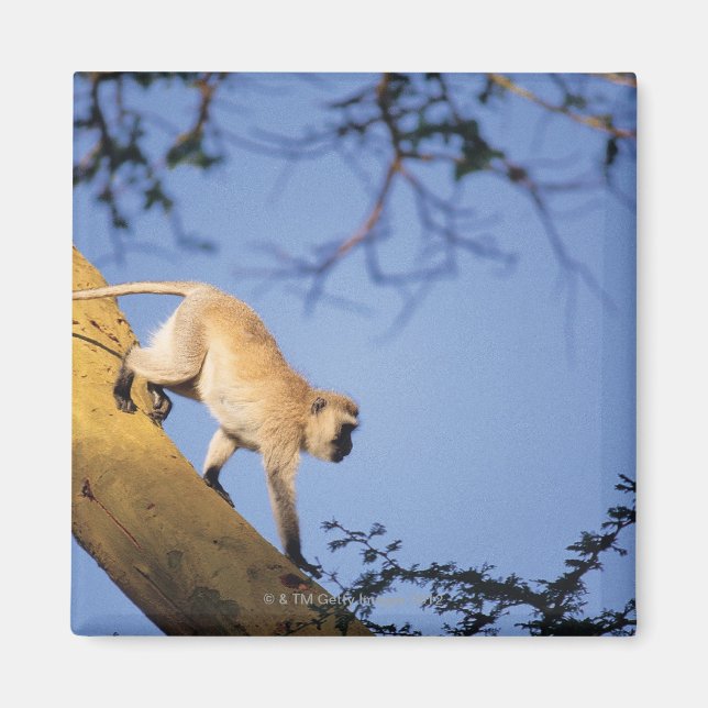 Íman Macaco vervet no galho das árvores, Serengeti (Frente)