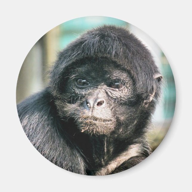 ÍMAN MACACOS (Frente)