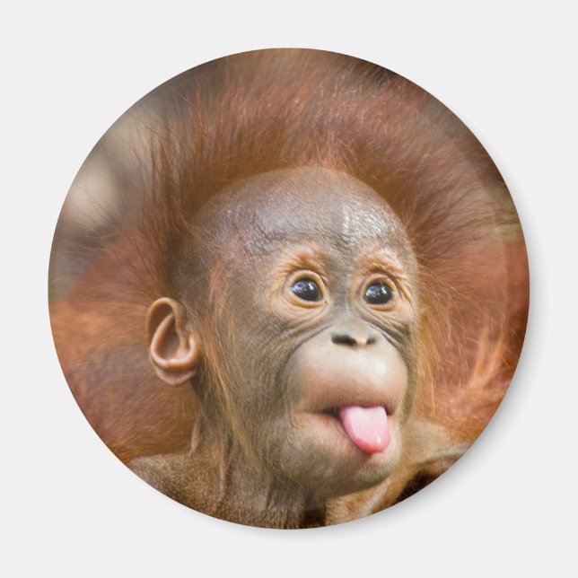 Íman Macacos 2 (Frente)