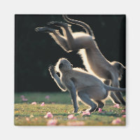 Macacos brincando