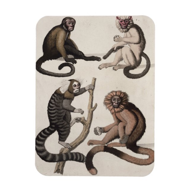 Íman Macacos (litoral colorido) (Vertical)
