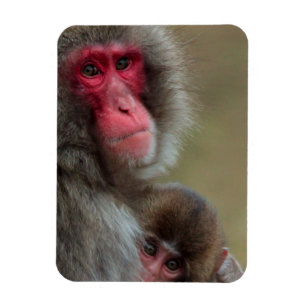 Íman Macacos Macacos Japoneses - Magnete Flexível