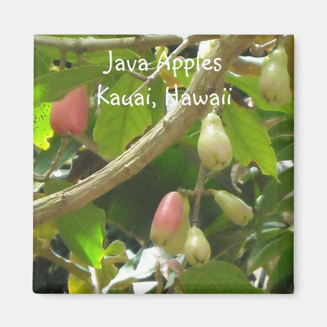 Íman Maçãs de Java (Frente)