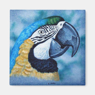 Íman Macaw