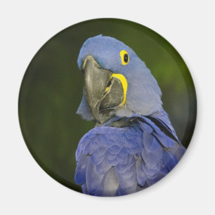 Íman Macaw do jacinto