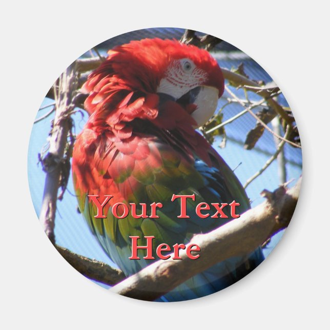 Íman Macaw Magnet (Frente)