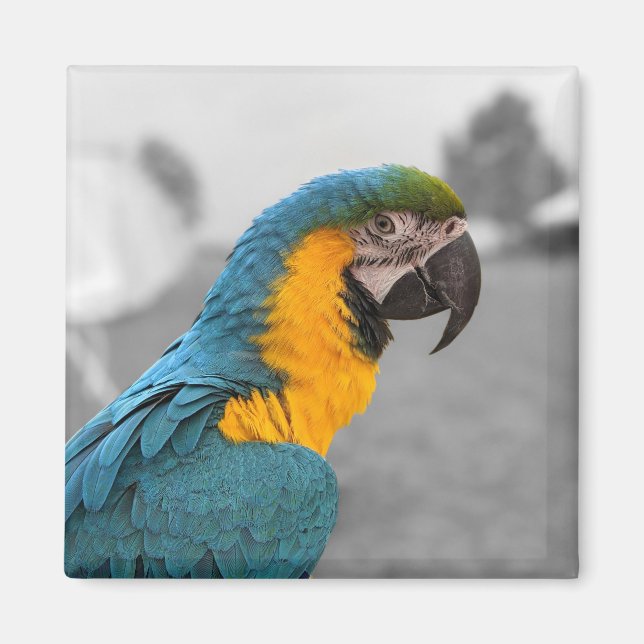 Íman Macaw Parrot (Frente)
