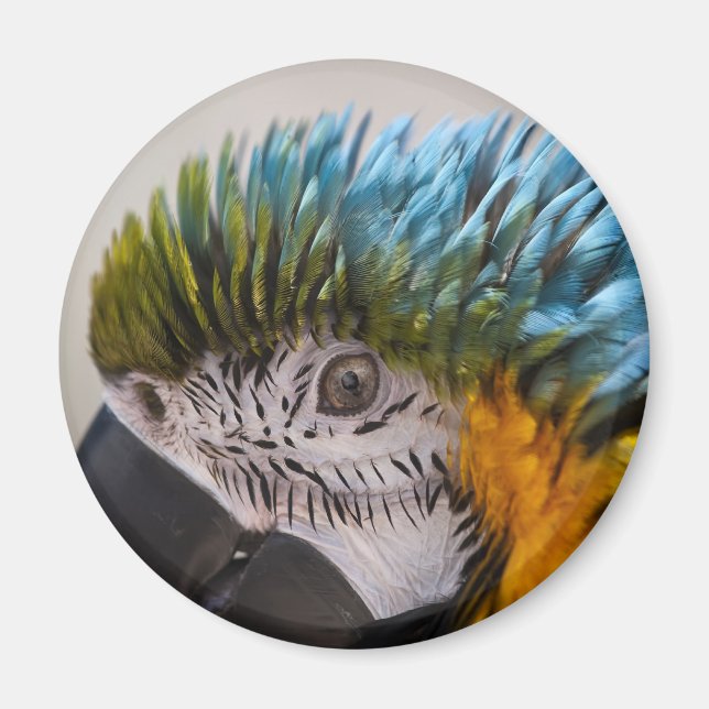 Íman Macaw Parrot - Magnet (Frente)