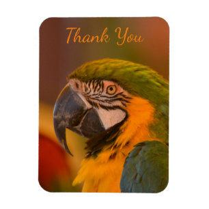 Íman Macaw Parrot Obrigado