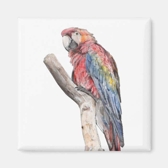Íman Macaw Parrot Watercolor (Frente)
