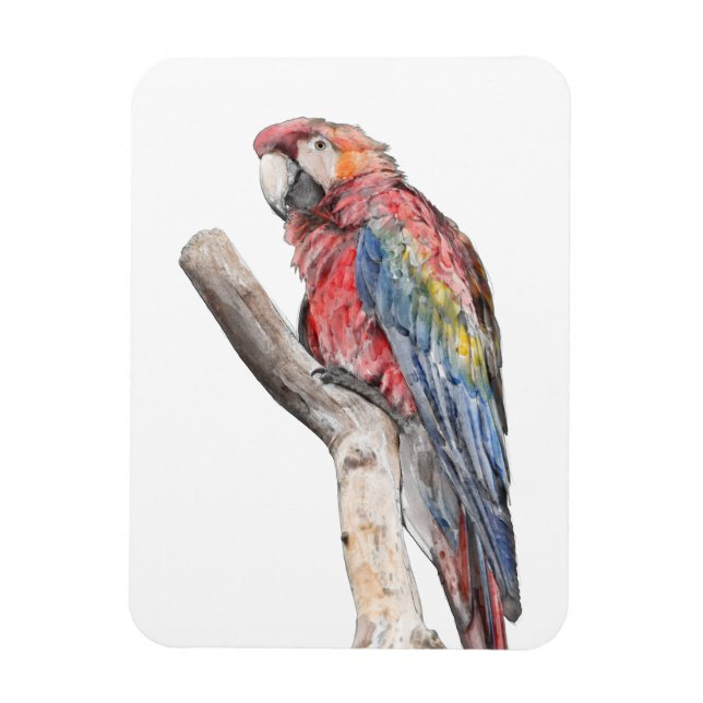 Íman Macaw Parrot Watercolor (Vertical)