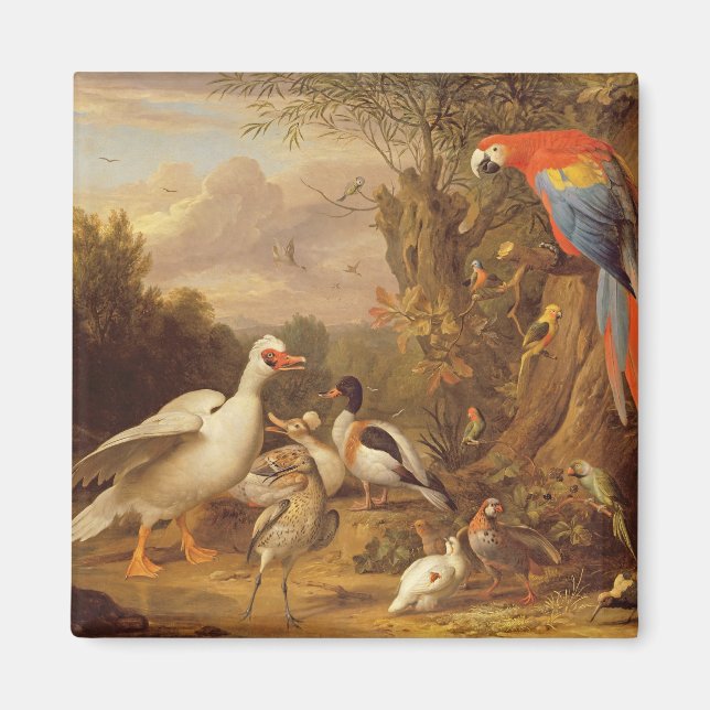 Íman Macaw, Patos, Papagaios e Outras Pássaros em Terra (Frente)