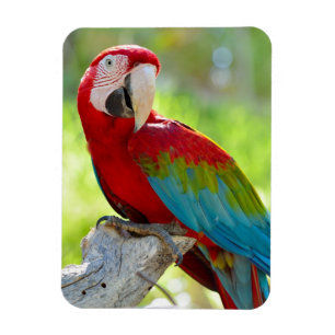 Íman Macaw que senta-se no ramo