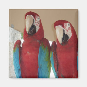 Íman Macaws vermelhos do verde azul