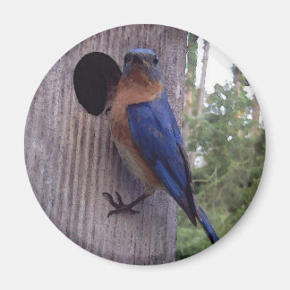 Íman Macho Bluebird Magnet
