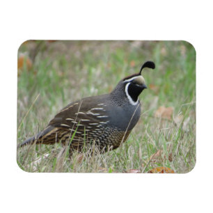 Íman Macho California Quail Profile Magnet