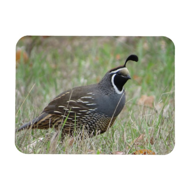 Íman Macho California Quail Profile Magnet (Horizontal)