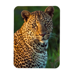 Íman Macho de leopardo (Panthera Pardus) Filhote Adulto
